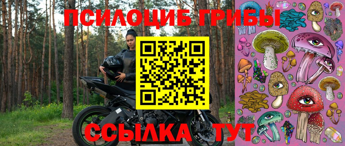 Псилоцибиновые грибы Psilocybe Норильск